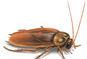Scientists think cockroach milk could be the superfood of the future 